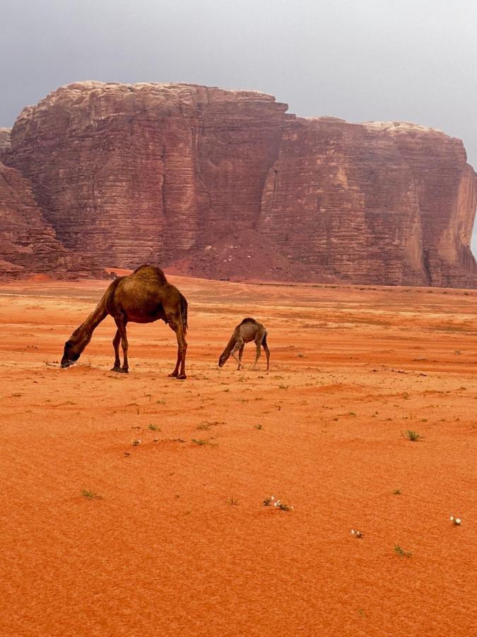 Wadi Rum Oryx Hostel & Tours Ngoại thất bức ảnh